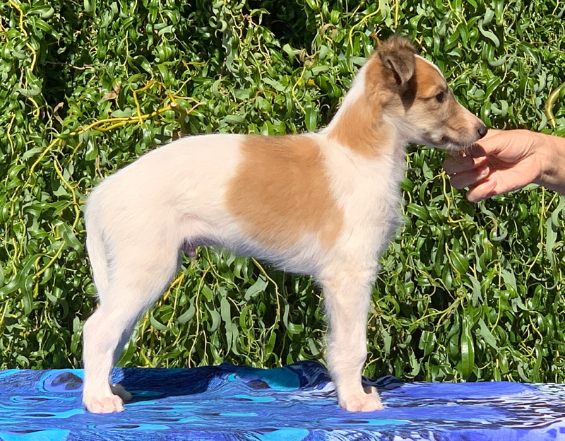 5 weeks - Boy 5 right